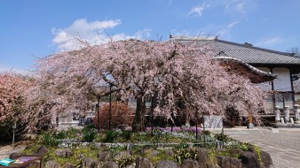 成就院 しだれ桜